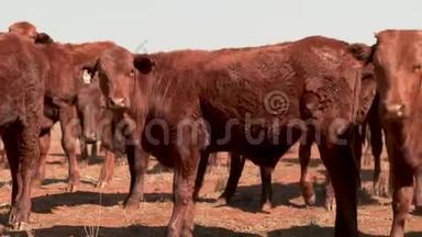 干旱期间，<strong>一群</strong>好奇的<strong>小牛</strong>在<strong>一</strong>个尘土飞扬的农村农场靠近。 澳大利亚的干旱